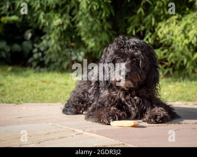 Un cucciolo nero di cockapoo sdraiato in un giardino in una mattinata soleggiata con una mastice tra le zampe Foto Stock