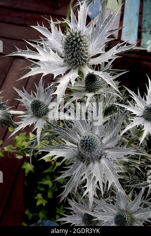 Eryngium giganteum ‘Silver Ghost’ gigante mare agile Ghost Argento - teste di fiori a forma di cono in cima a larghe bratte grigio argento, luglio, Inghilterra, Regno Unito Foto Stock