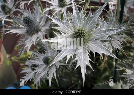 Eryngium giganteum ‘Silver Ghost’ gigante mare agile Ghost Argento - teste di fiori a forma di cono in cima a larghe bratte grigio argento, luglio, Inghilterra, Regno Unito Foto Stock