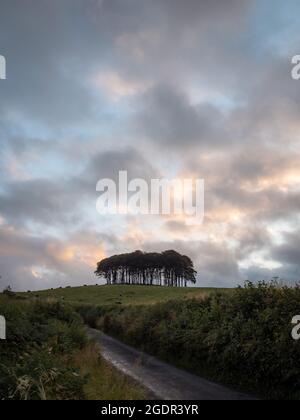 Una strada di campagna in primo piano che porta verso gli alberi 'quasi casa' in Cornovaglia la sera d'estate Foto Stock