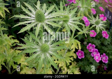 Eryngium x zabelii ‘Neptunes Oro’ mare agile Neptunes Oro - teste di fiori a forma di cono verde chiaro in cima a bratte verdi, foglie d'oro verde Foto Stock