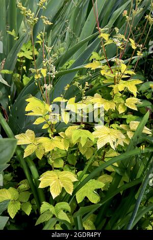 Filipendula ulmaria ‘Aurea’ Meadowsweet Aurea – grappoli di minuscoli fiori bianchi in cima a gambi rossi e foglie d’oro verde, luglio, Inghilterra, Regno Unito Foto Stock