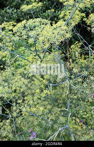 Foeniculum vulgare finocchio comune – cumelli di minuscoli fiori gialli e foglie verdi grigie simili ai capelli su alti steli spessi, luglio, Inghilterra, Regno Unito Foto Stock