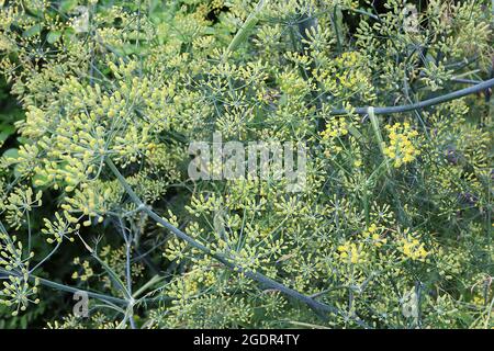 Foeniculum vulgare finocchio comune – cumelli di minuscoli fiori gialli e foglie verdi grigie simili ai capelli su alti steli spessi, luglio, Inghilterra, Regno Unito Foto Stock