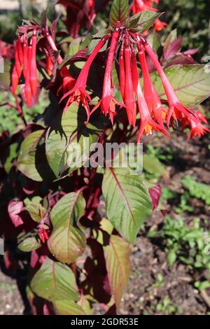 Fucsia trifylla ‘Thalia’ lunghi fiori rossi tubolari con petali svasati, luglio, Inghilterra, Regno Unito Foto Stock