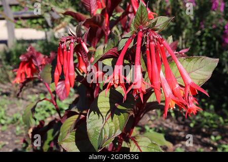 Fucsia trifylla ‘Thalia’ lunghi fiori rossi tubolari con petali svasati, luglio, Inghilterra, Regno Unito Foto Stock