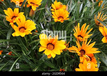 Gazania rigens ‘Daybreak giallo’ fiore del tesoro giallo – sfumature gialle di fiori a margherita con petali capovolti e legulle marroni, luglio, Inghilterra, Foto Stock