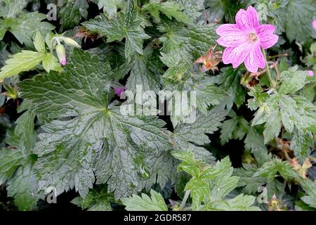 Geranio x oxonianum ‘tempo del laccio’ Cranesbill tempo del laccio - fiori di rosa medio con venature rosa scuro, luglio, Inghilterra, Regno Unito Foto Stock