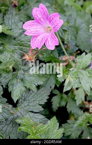 Geranio x oxonianum ‘tempo del laccio’ Cranesbill tempo del laccio - fiori di rosa medio con venature rosa scuro, luglio, Inghilterra, Regno Unito Foto Stock