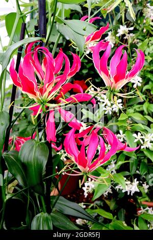 Gloriosa superba superba ‘Rothschildiana’ Glory Lily Rothschildiana – fiori rosa caldi riflessi con margini gialli ondulati, luglio, Inghilterra, Regno Unito Foto Stock