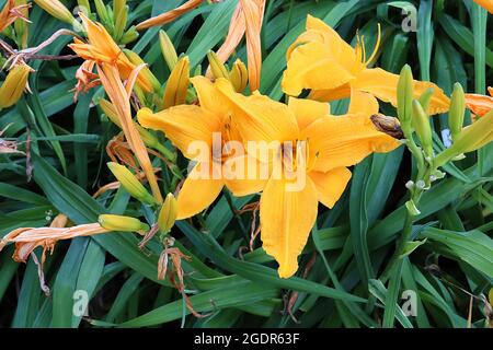 Hemerocallis ‘Burning Daylight’ Daylily Burning Daylight – fiori gialli dorati a forma di imbuto con costola gialla pallida, luglio, Inghilterra, Regno Unito Foto Stock