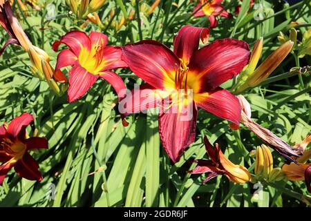 Hemerocallis ‘Stafford’ nido Stafford – a forma di imbuto, fiori rossi profondi con costole e gola gialle, luglio, Inghilterra, Regno Unito Foto Stock