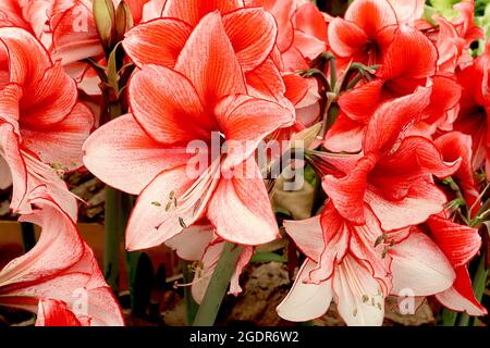 Hippeastrum ‘Charisma’ Amaryllis Charisma – grandi fiori bianchi a forma di tromba con vampate di arancio rosso e margini rossi, luglio, Inghilterra, Regno Unito Foto Stock