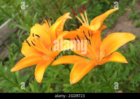 Fiori di giglio arancio luminoso e succosi su un prato verde. Messa a fuoco selettiva. Foto Stock