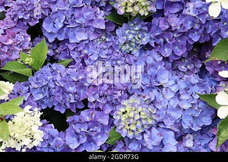 Hydrangea macrophylla ‘Jip Blue’ Hortensia Jip Blue – fiori blu violetto con margini lisci, centro verde pallido occasionale, luglio, Inghilterra, Regno Unito Foto Stock