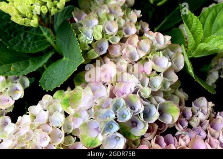 Hydrangea macrophylla ‘Mrivoluzione agica’ Hortensia Rivoluzione Magica – fiori verdi pallidi a forma di coppa con vampate blu, rosa e verde medio, luglio, Regno Unito Foto Stock