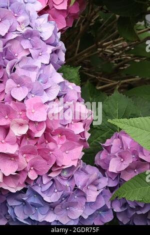 Hydrangea macrophylla ‘Pink Dream’ Hortensia Pink Dream – tonalità rosa e blu, pulsante crema, luglio, Inghilterra, Regno Unito Foto Stock