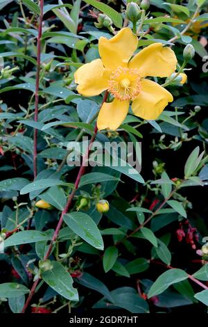 Hypericum ‘Hidcote’ St Johns Wort Hidcote – fiori con volant giallo dorato e foglie a forma di lancia verde scuro, luglio, Inghilterra, Regno Unito Foto Stock