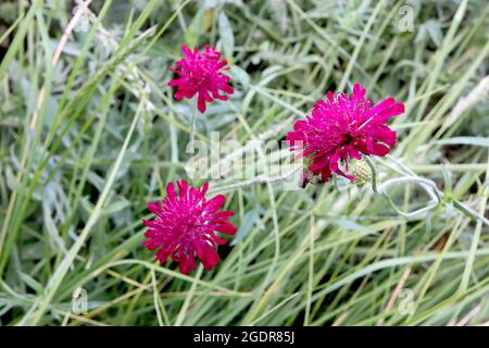 Knautia macedonica ‘Cavaliere Rosso’ Cavaliere Rosso macedone – fiori rossi cremisi con centro di fiorini a raggi a forma di cuscino, luglio, Inghilterra, Regno Unito Foto Stock