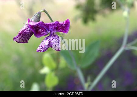 Lathyrus odoratus ‘Cupani’ dolce pisello Cupanani – chiazzato fiori viola molto profumati bianco chiazzato, possibile virus mosaico, luglio, Inghilterra, Regno Unito Foto Stock