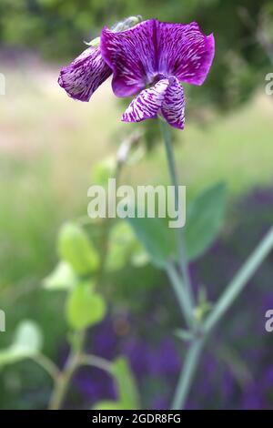 Lathyrus odoratus ‘Cupani’ dolce pisello Cupanani – chiazzato fiori viola molto profumati bianco chiazzato, possibile virus mosaico, luglio, Inghilterra, Regno Unito Foto Stock