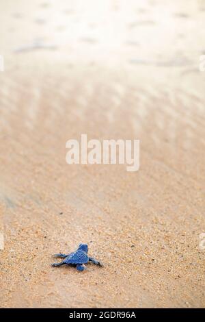 Una neonata Olive Ridley turtle capi in mare tutto solo per la prima volta, Ixtapilla, Michoacan, Messico. Foto Stock