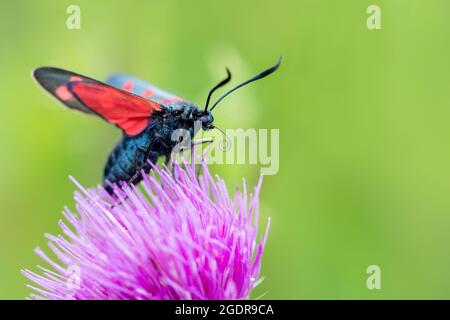 un burnett a sei punti che mostra la sua linguetta di rullo sulla parte superiore di un fiore di thistle Foto Stock