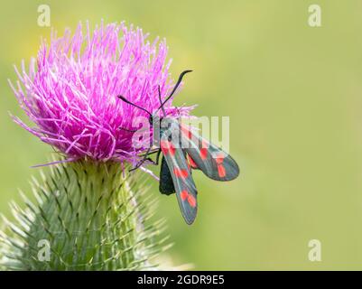 Un nettare burnett a sei macchie che beve da un fiore di thistle Foto Stock