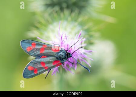 Un nettare burnett a sei macchie che beve da un fiore di thistle Foto Stock