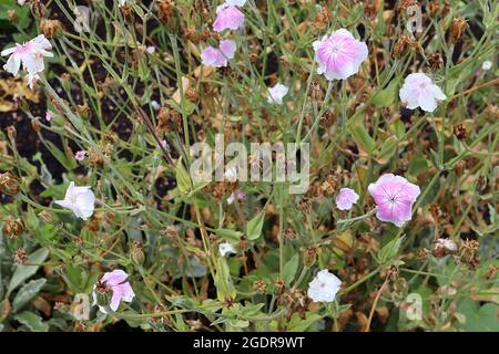 Lychnis / Silene coronaria ‘oculata’ rosa campion oculata – fiori bianchi con lavaggio rosa e vene rosa scuro, luglio, Inghilterra, Regno Unito Foto Stock
