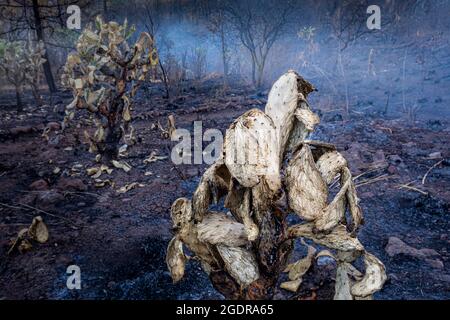 Un cactus di pera prickly dopo un fuoco su una collina vicino a Morelia, Michoacan, Messico. Foto Stock