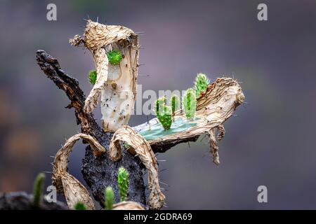 Il piccolo cactus di Prickly Pear cresce su un adulto danneggiato dal fuoco vicino a Morelia, Michoacan, Messico. Foto Stock