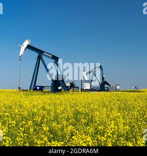 Pompon di olio in un campo di canola gialla vicino a Waskeda, Manitoba, Canada. Foto Stock