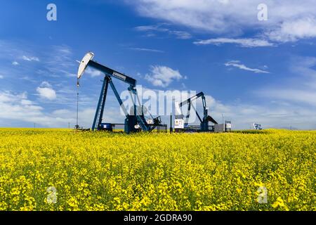 Pompon di olio in un campo di canola gialla vicino a Waskeda, Manitoba, Canada. Foto Stock