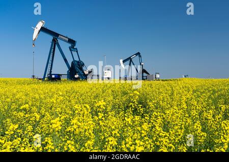 Pompon di olio in un campo di canola gialla vicino a Waskeda, Manitoba, Canada. Foto Stock