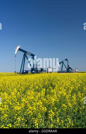 Pompon di olio in un campo di canola gialla vicino a Waskeda, Manitoba, Canada. Foto Stock