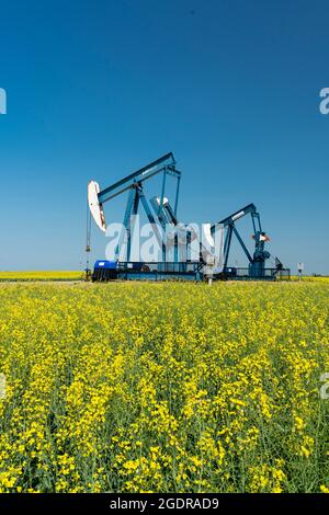 Pompon di olio in un campo di canola gialla vicino a Waskeda, Manitoba, Canada. Foto Stock