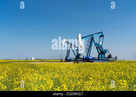 Pompon di olio in un campo di canola gialla vicino a Waskeda, Manitoba, Canada. Foto Stock