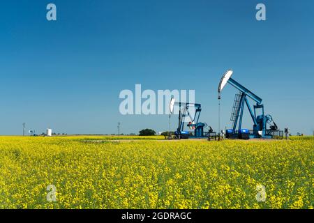 Pompon di olio in un campo di canola gialla vicino a Waskeda, Manitoba, Canada. Foto Stock