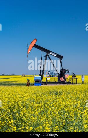 Pompon di olio in un campo di canola gialla vicino a Waskeda, Manitoba, Canada. Foto Stock