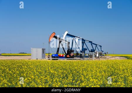 Pompon di olio in un campo di canola gialla vicino a Waskeda, Manitoba, Canada. Foto Stock