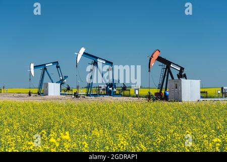 Pompon di olio in un campo di canola gialla vicino a Waskeda, Manitoba, Canada. Foto Stock