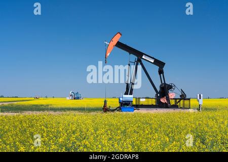 Pompon di olio in un campo di canola gialla vicino a Waskeda, Manitoba, Canada. Foto Stock