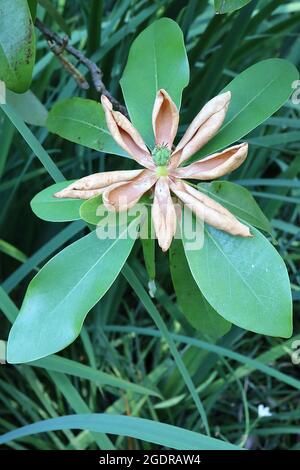 Magnolia virginiana ‘SWamp Bay’ SPENT sweetBay magnolia Swamp Bay – fiori bianchi secchi con centro verde e grandi foglie oblunghe, luglio, Regno Unito Foto Stock