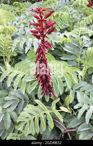 Melianthus Major Giant Honey flower – punta alta di fiori di maroon tubolari e enormi foglie di verde grigio seghettato, luglio, Inghilterra, Regno Unito Foto Stock