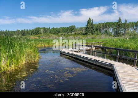 La passerella e l'Ominik Marsh Trail nel Riding Mountain National Park, Manitoba, Canada. Foto Stock