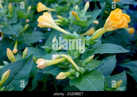 Mirabilis jalapa giallo Marvel del Perù – fiori fortemente profumati a forma di imbuto con petali volanti, luglio, Inghilterra, Regno Unito Foto Stock