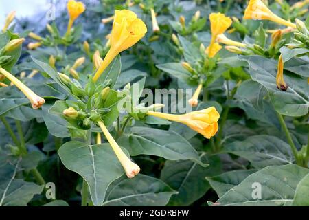 Mirabilis jalapa giallo Marvel del Perù – fiori fortemente profumati a forma di imbuto con petali volanti, luglio, Inghilterra, Regno Unito Foto Stock