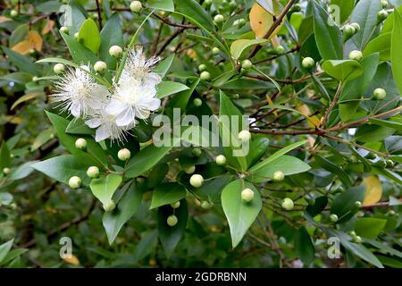Myrtus communis comune mirto - fiori bianchi a forma di ciotola con più timbrature con punta gialla e foglie lucide, luglio, Inghilterra, Regno Unito Foto Stock
