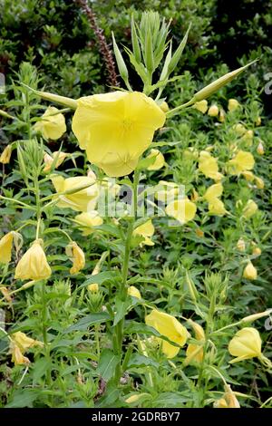 Enotera frutticosa Primula da sera a foglia stretta – fiori gialli chiari a forma di coppa e foglie strette su steli alti, luglio, Inghilterra, Regno Unito Foto Stock